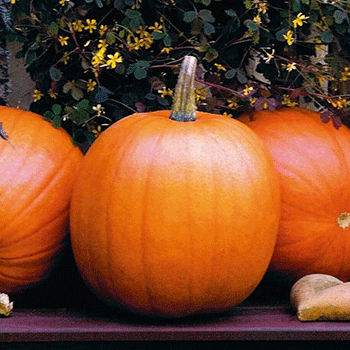 Pumpkin Plants-Jack-O-Lantern