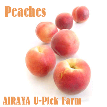 Farm Fresh White Peaches
