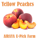 Farm Fresh Yellow Peaches